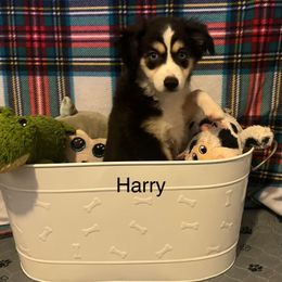Harry - Black tri male Toy Australian Shepherd puppy in Woodlake, California from For the Love of Aussie