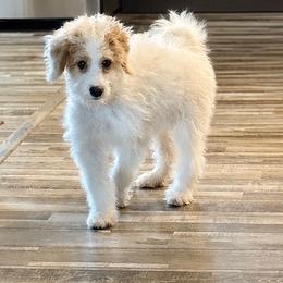 Rosita - Parti female Goldendoodle puppy in Wayland, New York from Loris Pampered Pooches💕