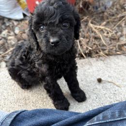 Cavapoo Puppies from Panda Puppies