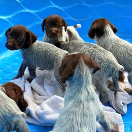 Roxie - Brown and gray female Wirehaired Pointing Griffon puppy in Shelbyville, Texas from AndersonK9Kennels Bayou Beards