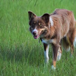 Border Collies from Rose Hollow Border Collies