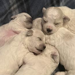 Bichon Frise puppies from Charmed Bichons
