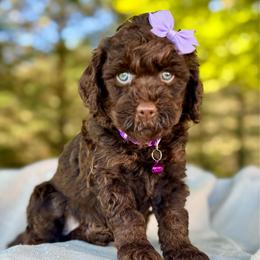 Purple - Chocolate female Goldendoodle puppy in Hesperia, Michigan from Red Acres Poodles & Doodles
