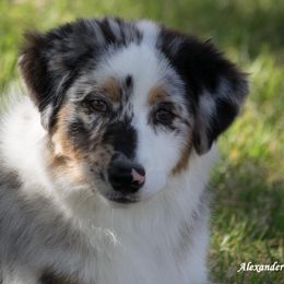 Australian Shepherds from Mykinda Aussies