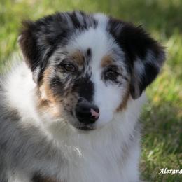 Australian Shepherds from Mykinda Aussies
