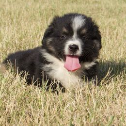 Colt - Black tri male Miniature American Shepherd puppy in Godley, Texas from Bradley Kennels