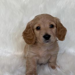 Girl 2 - Red female Dachshund puppy in Lakewood Park, Tennessee from Warricks Wild Weenies