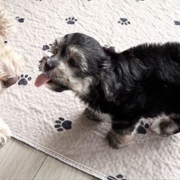 Black and silver - Black and silver male Havanese puppy in East Lansing, Michigan from VanCort's Happy Havanese