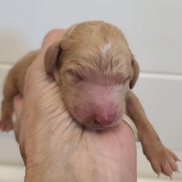 White collar - Apricot male Poodle puppy in Colorado Springs, Colorado from Silly's Standard Poodles