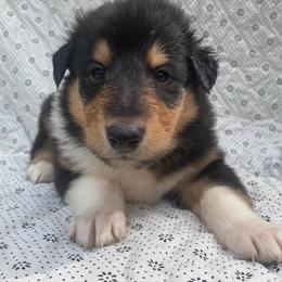 Norm - Black white and tan male Collie puppy in Yulee, Florida from Three Collie Farm