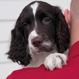 Lime Green Collar - Liver and white male English Springer Spaniel puppy in Tea, South Dakota from Mindy's English Springer Spaniels
