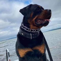 Belgian Malinois and Rottweilers from Veteran Nation K9s