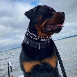 Belgian Malinois and Rottweilers from Veteran Nation K9s