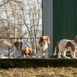 Cavalier King Charles Spaniel Puppies from Kelley Cavaliers