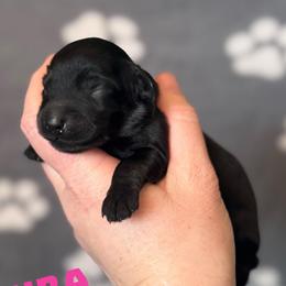 Lyra - Black female Cavapoo puppy in Sun City, Arizona from AZ Cavapoos