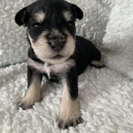 Bruno - Miniature Schnauzer puppy in Portsmouth, Virginia from Heart of Virginia Schnauzers