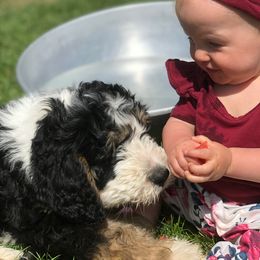 Bernedoodle Puppies from Mountain Top Bernedoodles