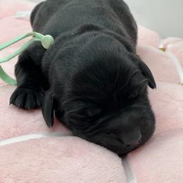 Teal - Black female Labrador Retriever puppy in Heath Springs, South Carolina from Rich Hill Retrievers