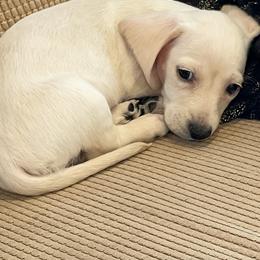 Dachshund Puppies from Forever home dachshunds