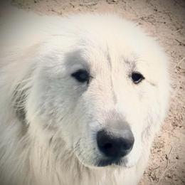 Casper - Great Pyrenees