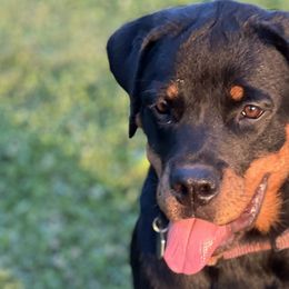 Rottweilers from Von Ratermann Rottweilers