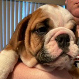 Bulldog Puppies from Tiffany Thelen's Bulldogs