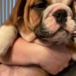 Bulldog Puppies from Tiffany Thelen's Bulldogs
