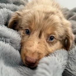 Heath - Red merle male Australian Shepherd puppy in East Hartford, Connecticut from CT Aussies