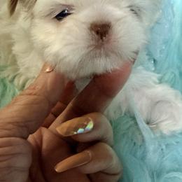 Starlight - White female Shih Tzu puppy in Port Orchard, Washington from Buttons N Bows