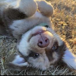 Australian Shepherd, Miniature Australian Shepherd, and Toy Australian Shepherd Puppies from V5 Mini Aussies