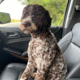 Bruno - Lagotto Romagnolo