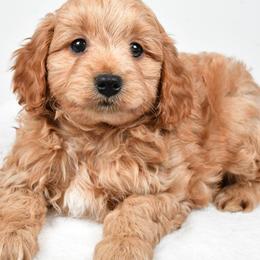 Izzy - Apricot female Cavapoo puppy in Millersburg, Ohio from Ohio Puppy Paws