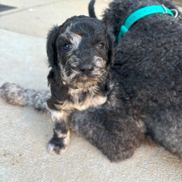 Aussiedoodle Puppies from The Klepper Homestead