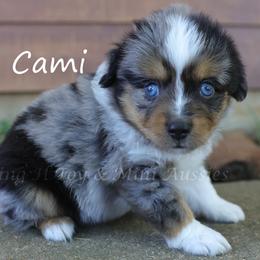 Cami - Blue merle female Toy Australian Shepherd puppy in Godley, Texas from Flying H Toy and Mini Aussies