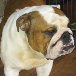 Bulldogs and French Bulldogs from Baby Cake Bullies