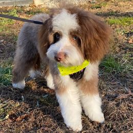 Snoopy - Aussiedoodle