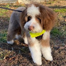 Snoopy - Aussiedoodle