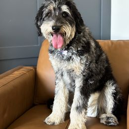 MJ - Aussiedoodle