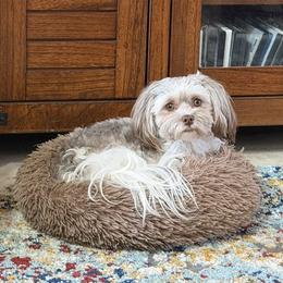 Lily - Havanese