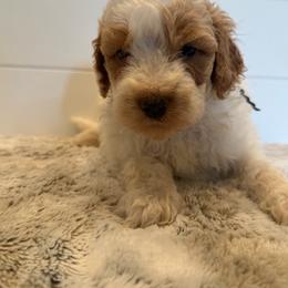 Black Collar - Parti male Goldendoodle puppy in San Augustine, Texas from Vintage Doodles