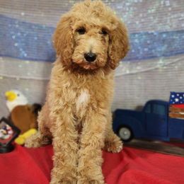 Liberty - Labradoodle puppy from Oodles of poodles and doodles