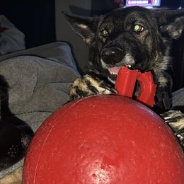 German Shepherd Puppies from Brooks High Quality Breeders