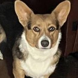 Shelby - Pembroke Welsh Corgi