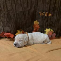 Willie - Golden male Golden Retriever puppy in Fruitland, Idaho from Bethel Retrievers