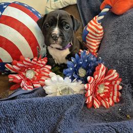 Violet - Black female American Staffordshire Terrier puppy in Toledo, Ohio from Marketabulls N Staffs