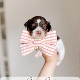 Cape Cod - Tri-color male Australian Labradoodle puppy in Syracuse, Indiana from The Doodle Cove