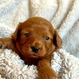 Spice - Brown female Cavapoo puppy in Milton, Pennsylvania from Nita's Poodle Pooche's