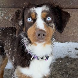 Miniature American Shepherds from Sugartop Minis