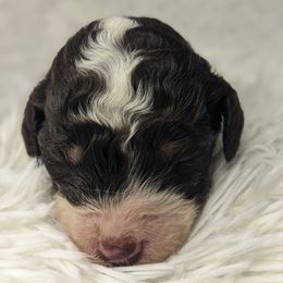Theodore - Tri-color male Bernedoodle puppy in St. George, Utah from Southern Utah Doodles & Poodles