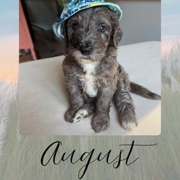 August - Black and white male Bernedoodle puppy in Gales Ferry, Connecticut from Schweers Goldens and Doodles